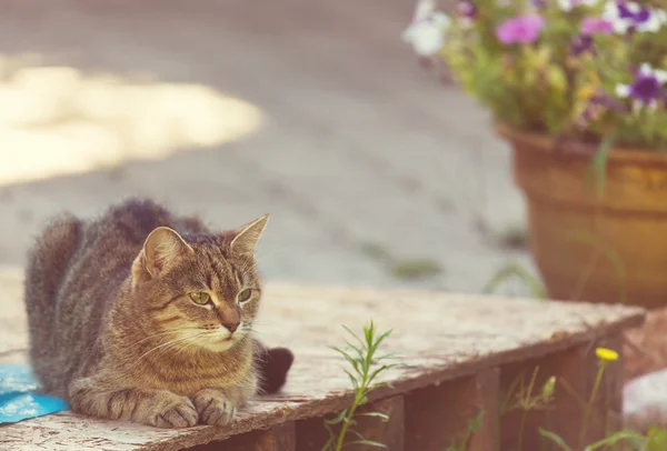 Aranyos házi macska — Stock Fotó