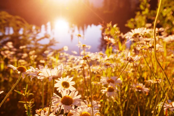 Kamilleleng om sommeren – stockfoto