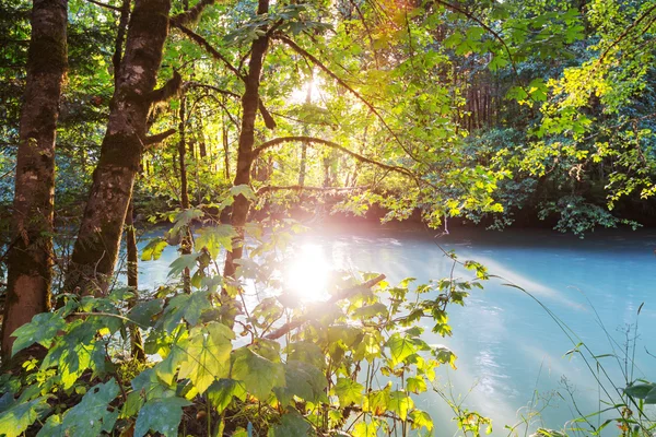 Liten bäck i skogen — Stockfoto