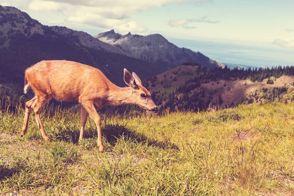 Deer in green forest — Stock Photo, Image