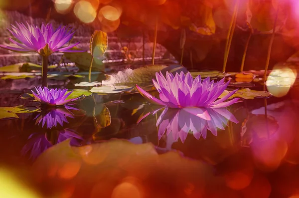 Красивые цветы лотоса — стоковое фото