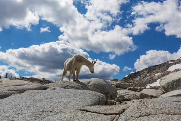 Divoká horská koza — Stock fotografie