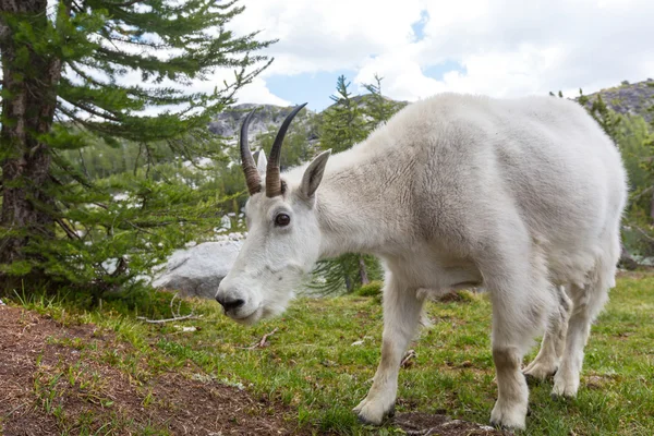 Dzikie kozy górskie — Zdjęcie stockowe