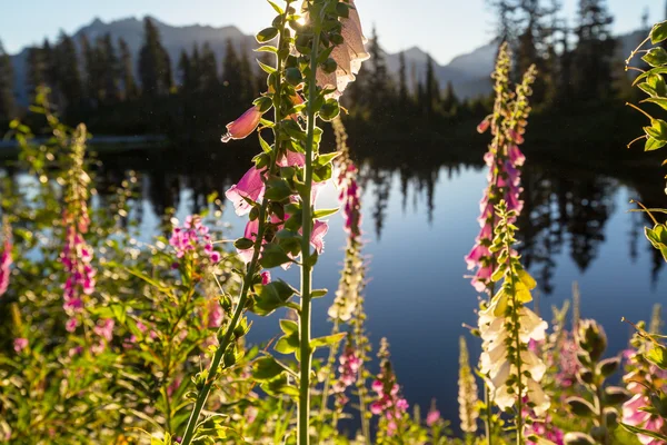 Imagem lago e monte Shuksan — Fotografia de Stock