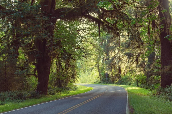 Floresta no Parque Nacional Olímpico — Fotografia de Stock