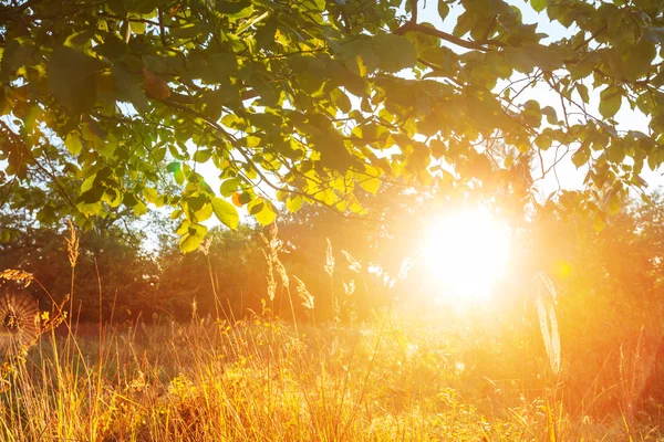 Pintoresco prado soleado — Foto de Stock