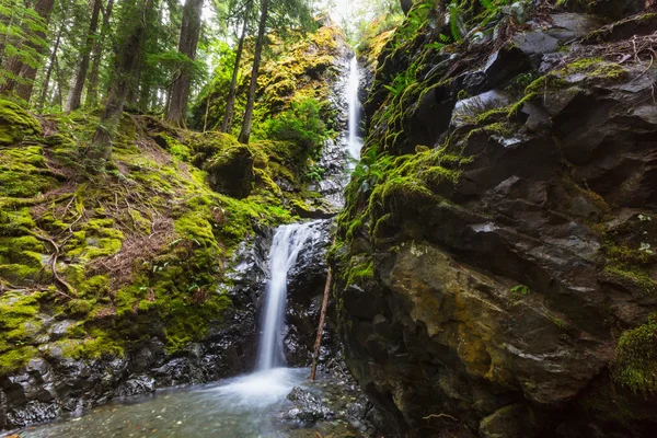 Bella cascata nell'isola di Vancouver — Foto Stock