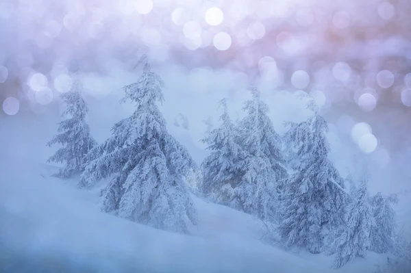 Malerischer Wald im Winter — Stockfoto