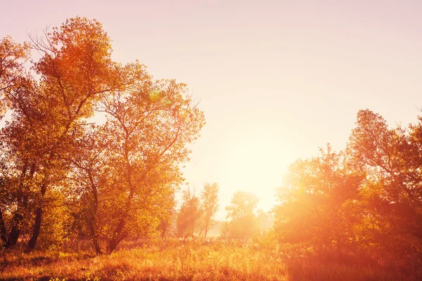 阳光明媚的秋日草甸 — 图库照片