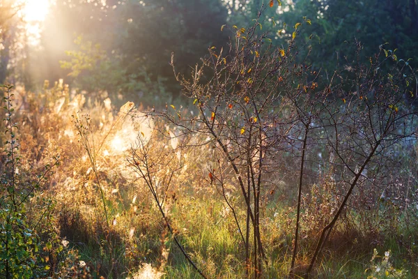 Prato soleggiato autunnale — Foto Stock