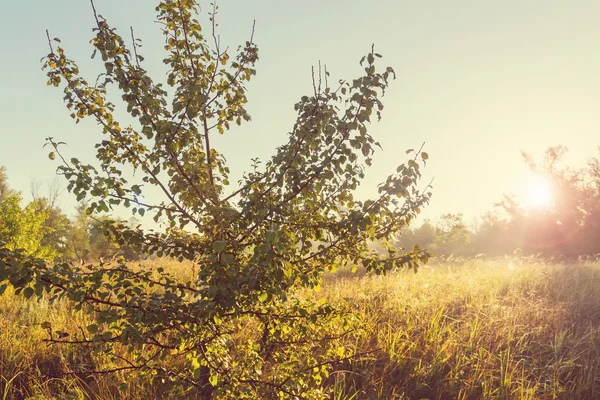 Sonnige Herbstwiese — Stockfoto