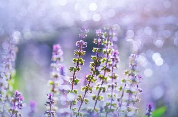 Basil plants in the garden — Stock Photo, Image