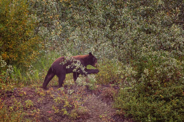 Pequeno urso preto — Fotografia de Stock