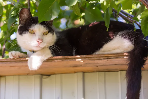 Kat, zittend op het hek — Stockfoto