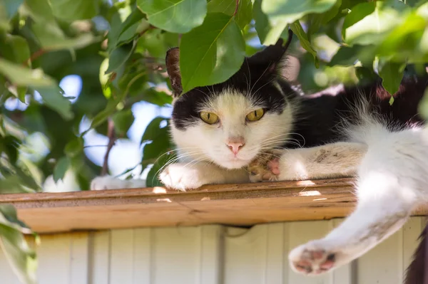 Kat, zittend op het hek — Stockfoto