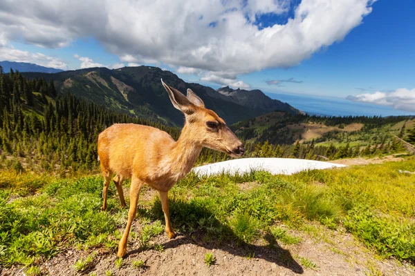 Cerfs dans la forêt verte — Photo