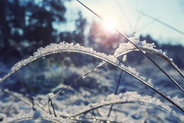 Beautiful Frozen grass — Stock Photo, Image