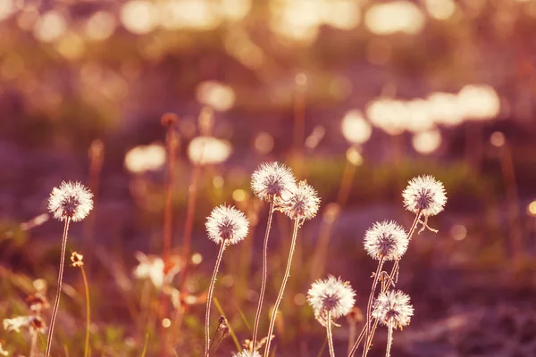 Mountain meadow with flowers — Stock Photo, Image