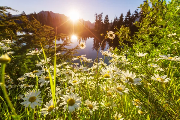 Mountain äng med blommor — Stockfoto