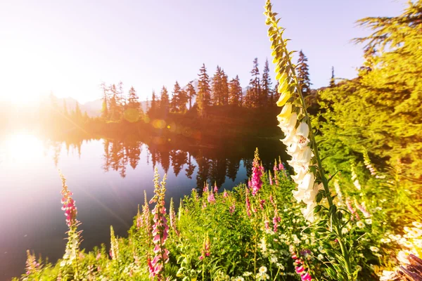 Prairie de montagne avec des fleurs — Photo