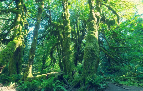 Forêt dans le Parc National Olympique — Photo