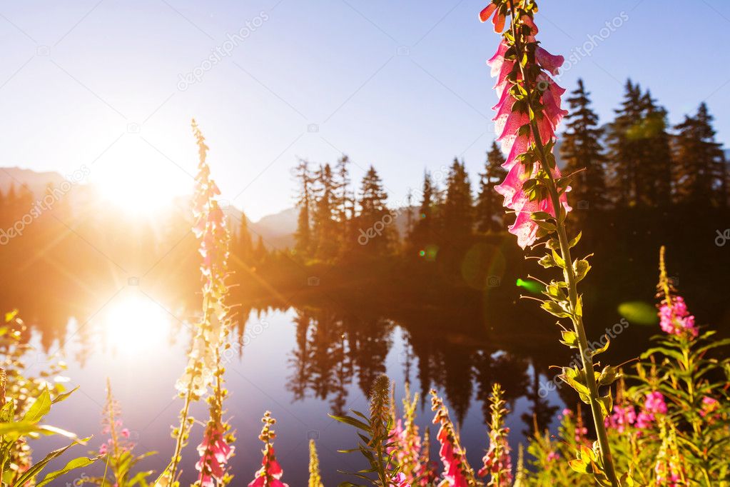 Picture lake and mount Shuksan