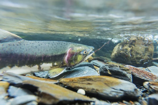 Fresh Spawning salmon — Stock Photo, Image