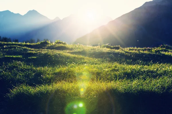 美しい日当たりの良い草原 — ストック写真