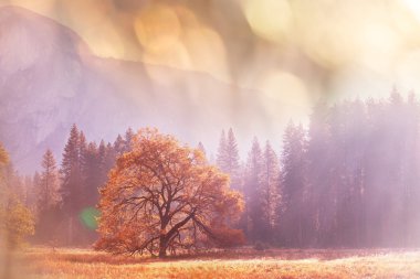 Yosemite renkli sonbahar