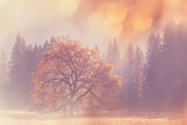 Farbenfroher Herbst im Yosemite — Stockfoto