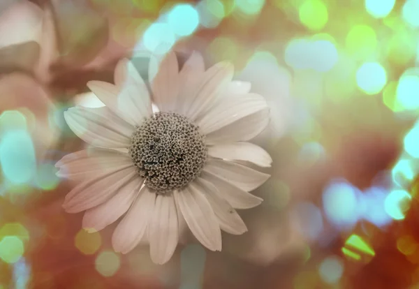 Belle fleur colorée — Photo