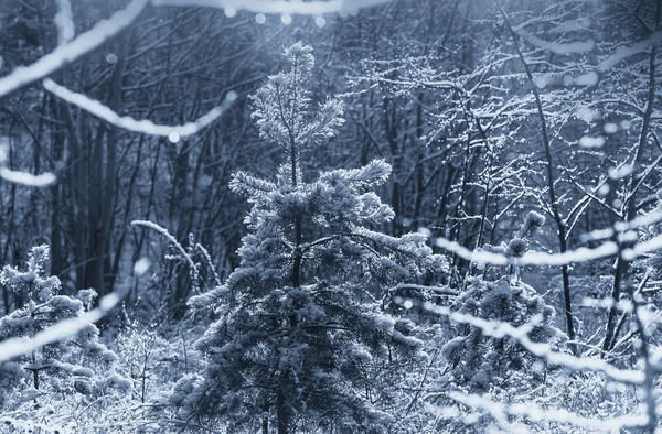아름 다운 눈 덮인 숲 — 스톡 사진