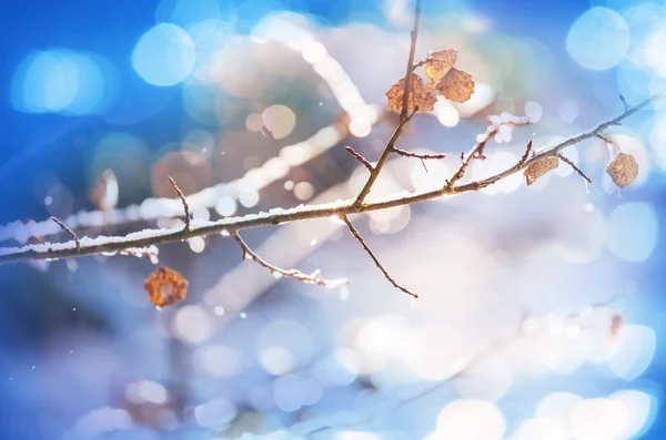 Pintoresco bosque cubierto de nieve — Foto de Stock