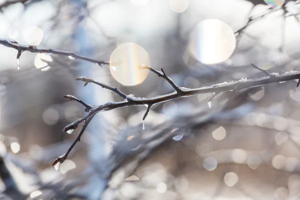 如诗如画的冰雪覆盖的森林 — 图库照片