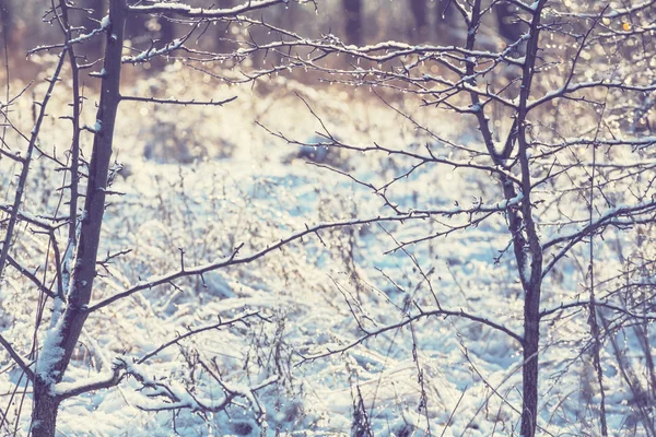 如诗如画的冰雪覆盖的森林 — 图库照片