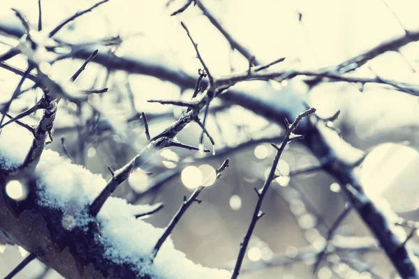 Pitoresk orman karla kaplı — Stok fotoğraf