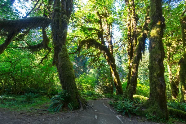 Bosque en Parque Nacional Olímpico —  Fotos de Stock