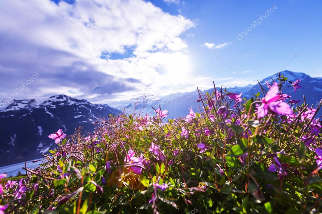 Mountains meadow with flowers