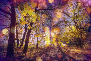 Sarı sonbahar ağaçlar