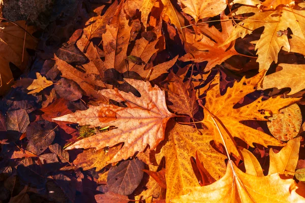 Barevné podzimní listy — Stock fotografie