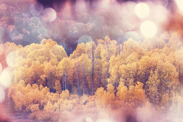 Yellow Autumn Trees — Stock Photo, Image