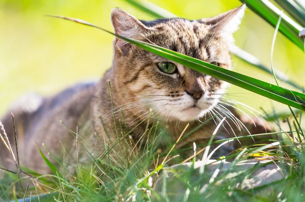 Tabby Katze im Gras — Stockfoto