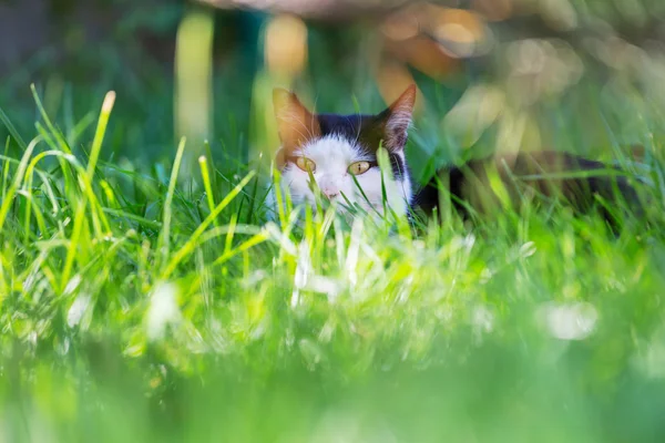 Bonito gato en el verde hierba — Foto de Stock