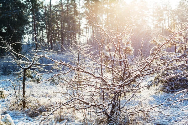 Kışın donmuş çimenler — Stok fotoğraf