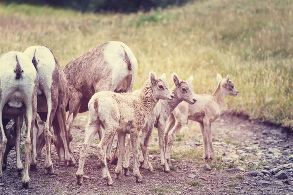 Cabras no Parque Nacional do Banff — Fotografia de Stock