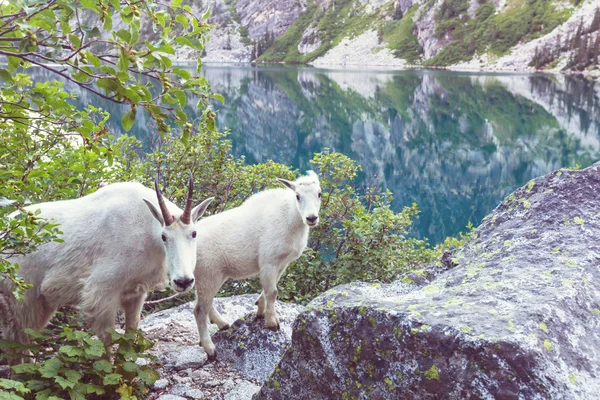 Vahşi dağ keçileri