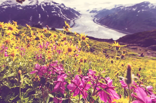 Gyönyörű lazac gleccser — Stock Fotó
