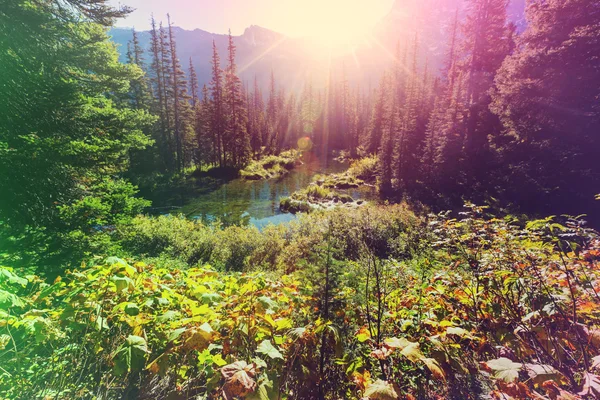 Travi soleggiate nella foresta — Foto Stock