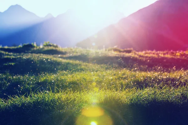 Sunny day in the meadow — Stock Photo, Image