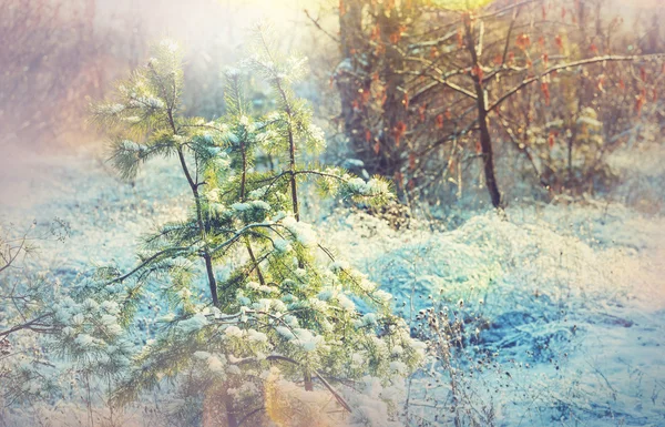 Scenic winter forest — Stock Photo, Image